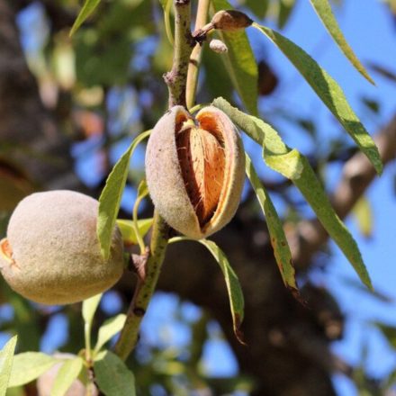 Ferragnes mandula fa