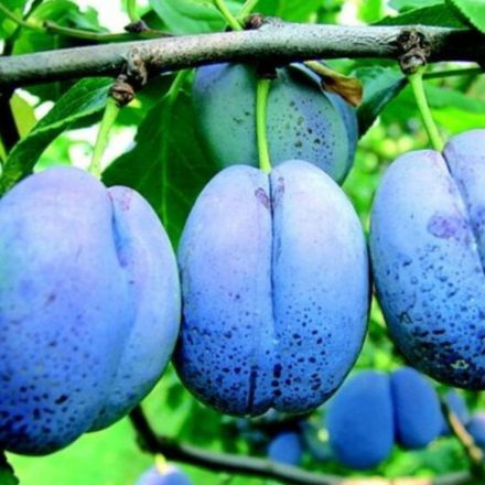 Bluefree szilva gyümölcsfa