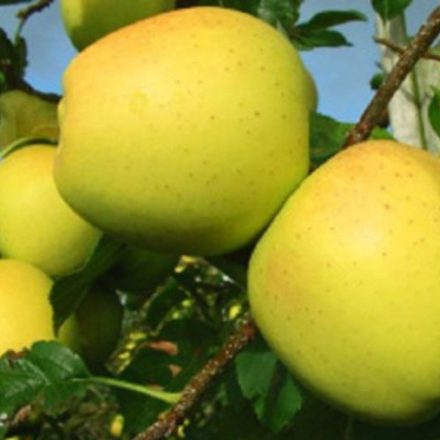 Golden Delicius alma gyümölcsfa