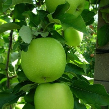 Granny Smith alma gyümölcsfa