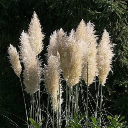 Ezüst pampafű (Cortaderia selloana 'Silver')