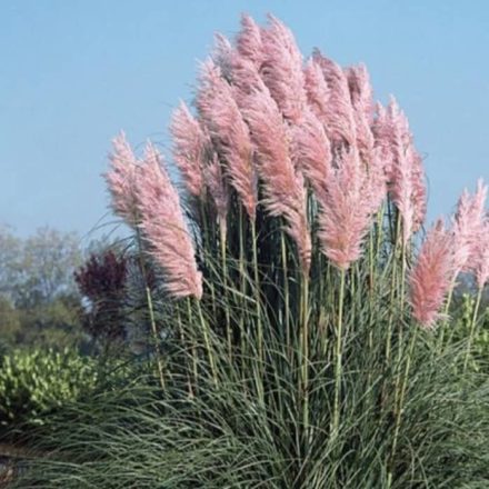 Pampafű (Cortaderia selloana 'Rosea') – Rózsaszín