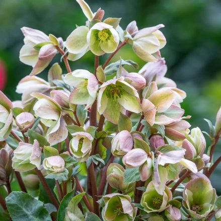 Hunyor (Helleborus 'Ivory Prince') – Elefántcsontfehér