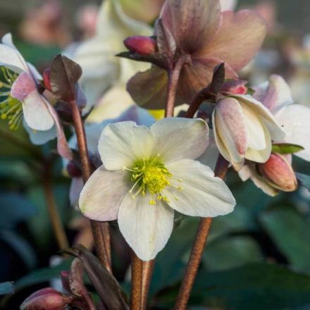 Hunyor (Helleborus 'Emmae') – Fehér