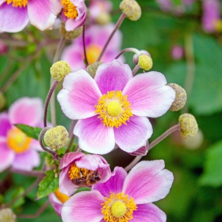 Szellőrózsa – Lila (Anemone sp.)