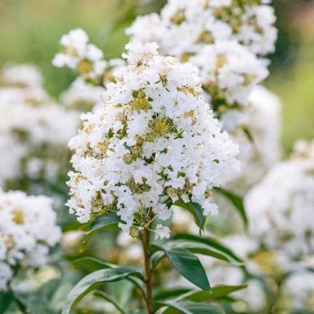  Selyemmirtusz – Fehér (Lagerstroemia indica 'White')