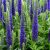 Macskafarkú veronika – Liláskék (Veronica spicata)