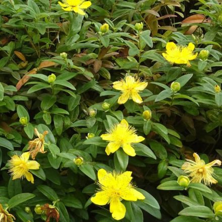 Aprólevelű orbáncfű (Hypericum calycinum)