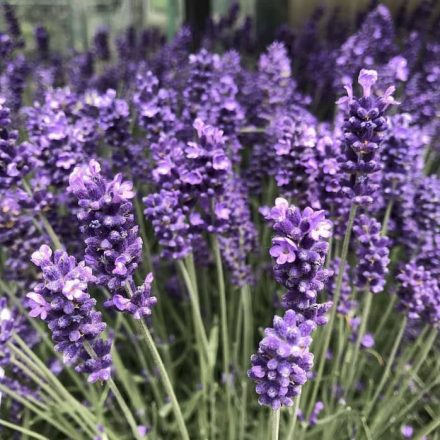 Levendula (Lavandula angustifolia)