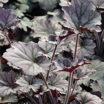 Tűzeső (Heuchera sp.)