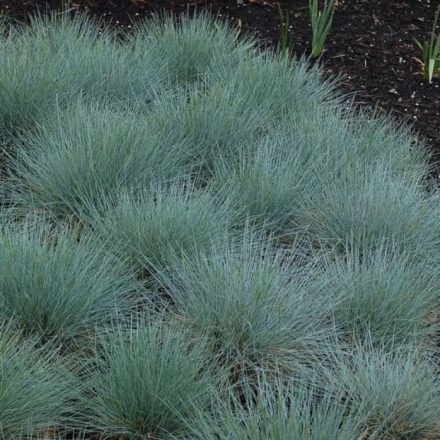 Kék csenkesz (Festuca glauca)