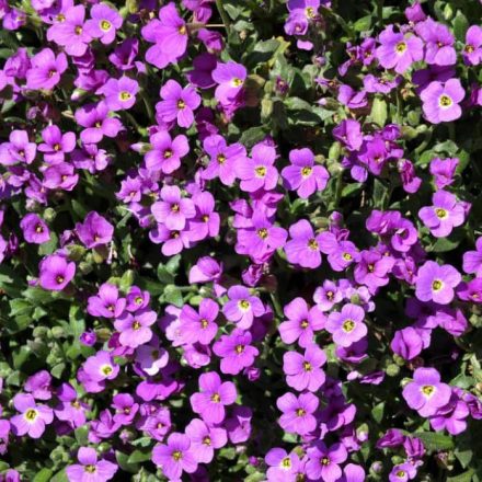 Pázsitviola (Aubrieta sp.)