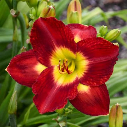 Sásliliom - vörös (Hemerocallis 'Red')