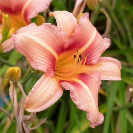 Sásliliom - rózsaszín (Hemerocallis 'Pink') 