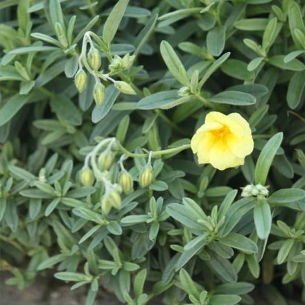 Napvirág (Helianthemum sp.)
