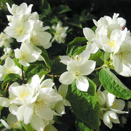 Jezsámen (Philadelphus sp.)