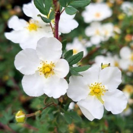 Cserjés pimpó - fehér (Potentilla fruticosa 'Abbotswood')