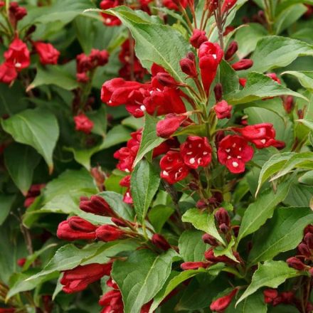 Rózsalonc - piros (Weigela florida 'Red Prince')