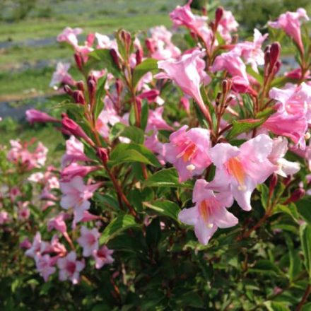 Rózsalonc - rózsaszín (Weigela florida 'Pink Princess')