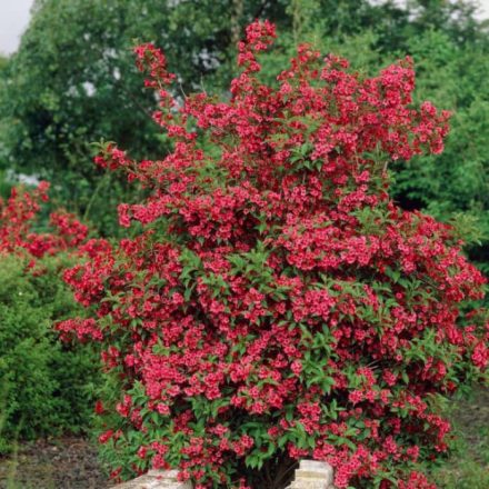 Rózsalonc - vörös (Weigela florida 'Red Prince')