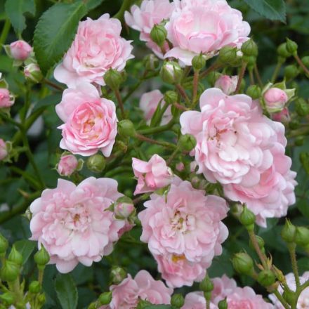 Talajtakaró rózsa (Rosa spp.)