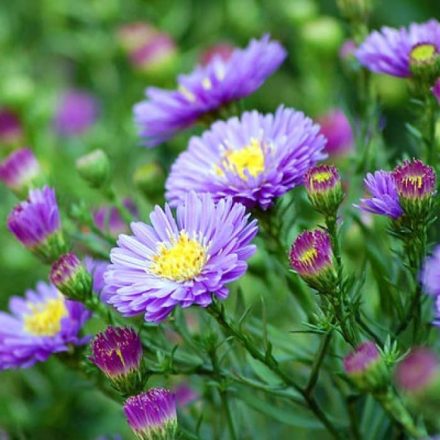 Őszirózsa (Aster novi-belgii)