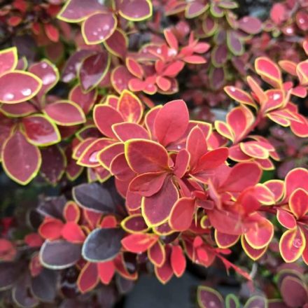 Japán borbolya (Berberis thunbergii)