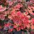 Japán borbolya (Berberis thunbergii)