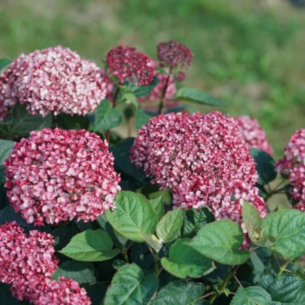 Cserjés hortenzia – Rózsaszín (Hydrangea arborescens 'Pink')