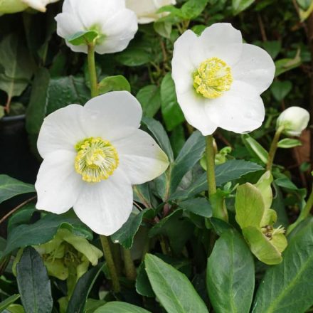 Fekete hunyor (Helleborus niger)