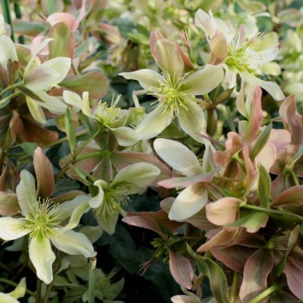 Hunyor 'Winter Star' (Helleborus 'Winter Star')