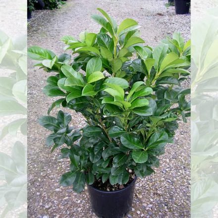 Babérmeggy (Prunus laurocerasus) 