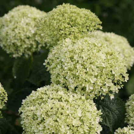 Cserjés hortenzia fehér (Hydrangea paniculata 'Grandiflora')