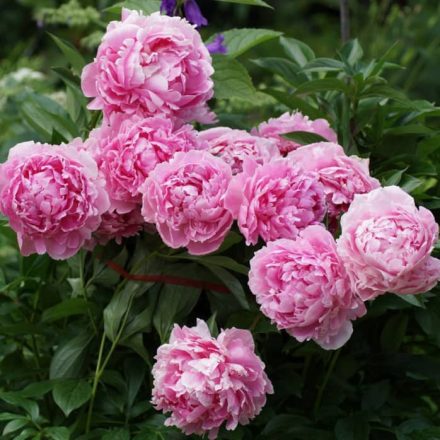 Illatos bazsarózsa (Paeonia lactiflora)