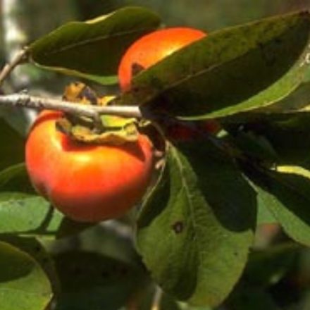 Datolyaszilva 'Rojo Brillante' (Diospyros persimmon 'Rojo Brillante')