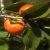 Datolyaszilva 'Rojo Brillante' (Diospyros persimmon 'Rojo Brillante')