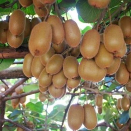 Porzós kivi 'Tomuri' (Actinidia deliciosa 'Tomuri')