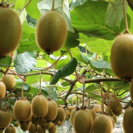 Termős kivi 'Hayward' (Actinidia deliciosa 'Hayward')