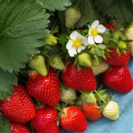 Clery szamóca palánta (Fragaria x ananassa 'Clery')