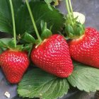 Clery szamóca palánta (Fragaria x ananassa 'Clery')