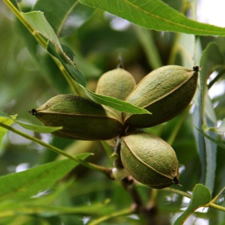 Pekándió 'Wichita' (Carya illinoinensis 'Wichita')