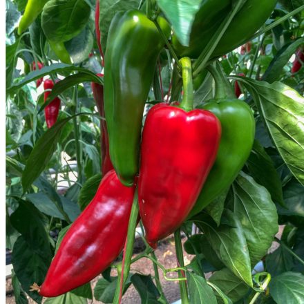 Cahuna F1 profi kápia paprika vetőmag