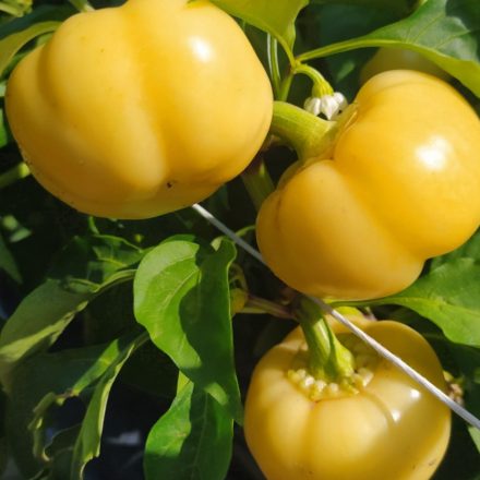 Freddy F1 profi csípős almapaprika vetőmag