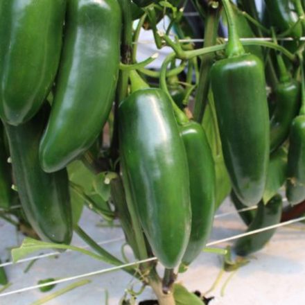 Jerarca F1 profi jalapeno paprika vetőmag