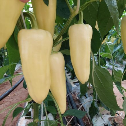 Rezigo F1 profi paprika vetőmag