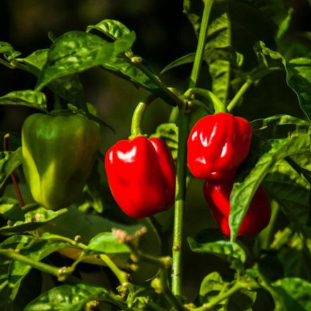 Habanero Red profi chili paprika vetőmag