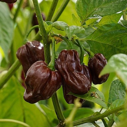 Habanero Chocolate profi chili paprika vetőmag