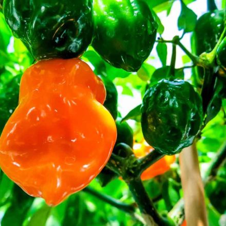 Habanero Orange profi chili paprika vetőmag