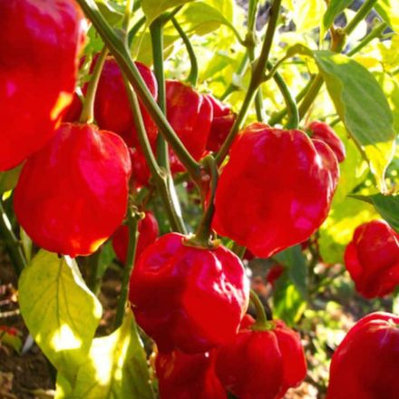Habanero Red Savina profi chili paprika vetőmag
