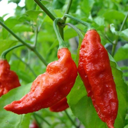 Bhut Jolokia Red profi chili paprika vetőmag